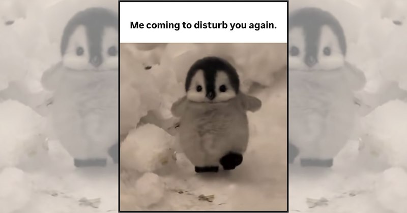 baby animal memes adorable animals cute baby animals wholesome animals funny animal memes Animals - 47143173