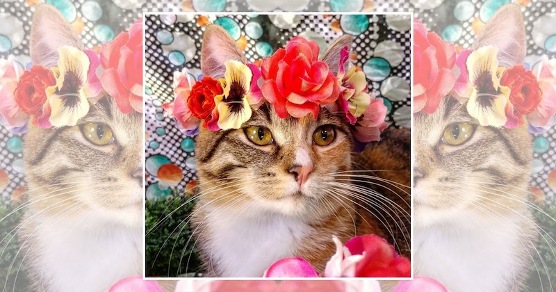 wholesome cats adorable cats cat pictures cute cats funny cats Cats Cats - 47143685
