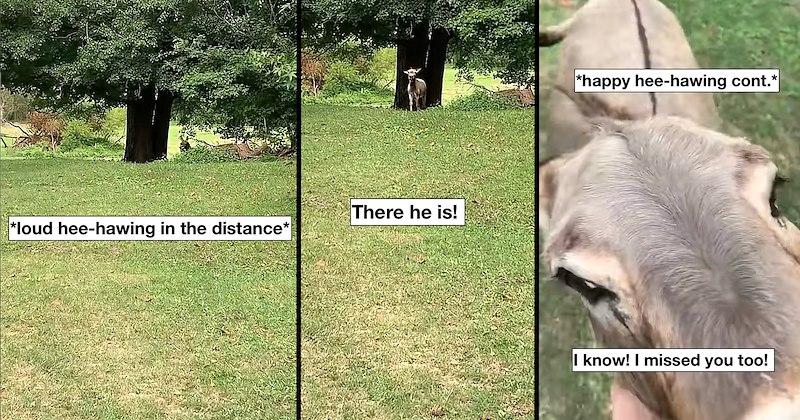 wholesome cute donkey farm donkey farmers family farm animals funny animals Funny Animals - 47144197