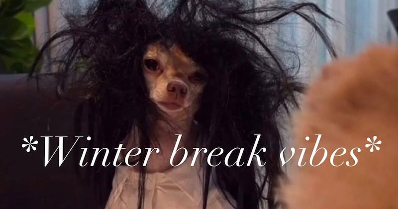 A dog with a wig on