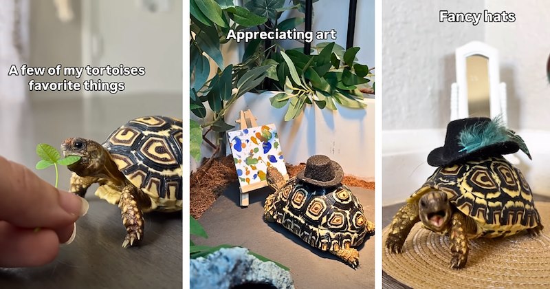 Animals cute animal videos baby animals funny pets baby tortoise cute animals hobbies wholesome animals painting - 47149317