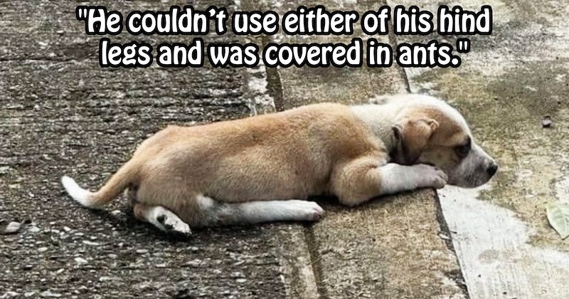 Disabled dumped puppy saved after suspected hit run by finds furever home with family who love him for who he is | thumbnail includes one image which shows brown and white puppy lying on road ‘“He couldn’t use either of his hind legs and was covered in ants.”’