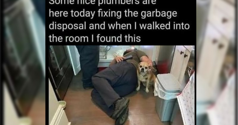 24 Cute Canine Memes to Soften Suffering of Going Back to Work | thumbnail includes one image which shows a dog sitting by two plumbers fixing sink ‘some nice plumbers are here today fixing the garbage disposal and when i walked into the room i found this’