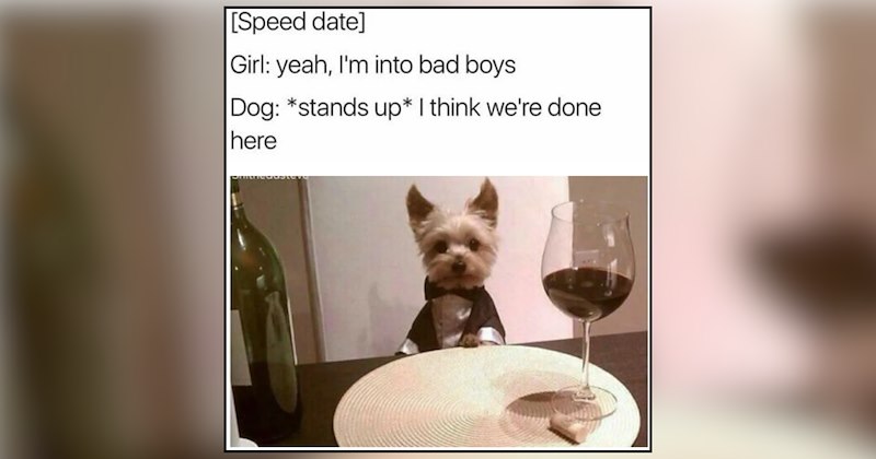 26 dog memes | thumbnail includes one meme and one picture of text including '[Speed date] Girl: yeah, I'm into bad boys Dog: *stands up* I think we're done here' 