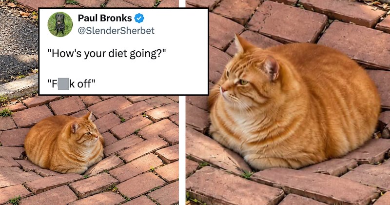21 posts from X about cats | Thumbnail includes two pictures of an orange cat on a brick floor, and one picture of a tweet including 'Paul Bronks @SlenderSherbet "How's your diet going?" "F k off"'