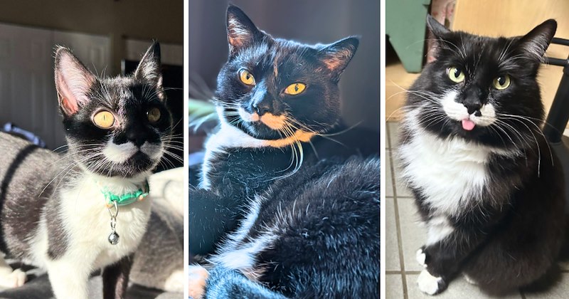 28 cat pictures | thumbnail includes 3 pictures of tuxedo cats