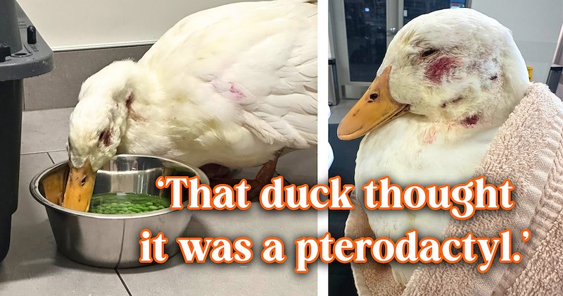 18 text pictures, 3 duck pictures | thumbnail includes 2 pictures of a duck, and ‘That duck thought it was a pterodactyl.’