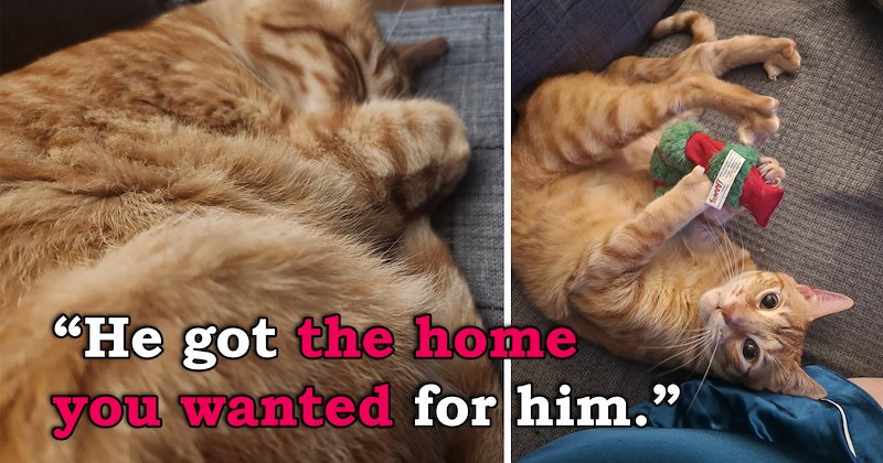 story of someone writing a message to their cat's previous owner about how the cat is happy | thumbnail includes two images of an orange cat sleeping and playing 'He got the home you wanted for him'