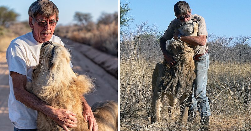 story of a man and the lion he raised being friends for 11 years | thumbnail includes two pictures of a man cuddling with a lion 