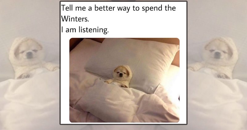 cute dogs heartwarming dog memes animal memes wholesome memes Doggos - 47155717