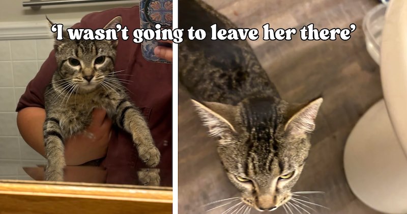 21 pictures of cats and text | thumbnail includes two pictures of a cat and one picture of text including '‘I wasn’t going to leave her there’' 