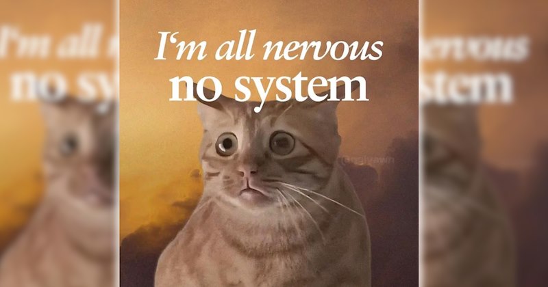 wholesome hilarious funny memes purrfect Memes cute cats funny cats feline hissterical funny felines Cats funny animals pawdorable cat memes Cats - 47157509