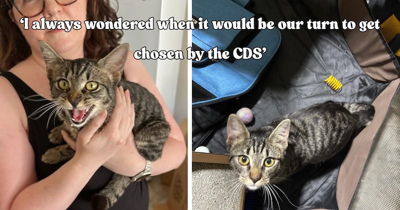20 pictures of cats and text | thumbnail includes two pictures of cats and one picture of text including '‘I always wondered when it would be our turn to get chosen by the CDS’' 