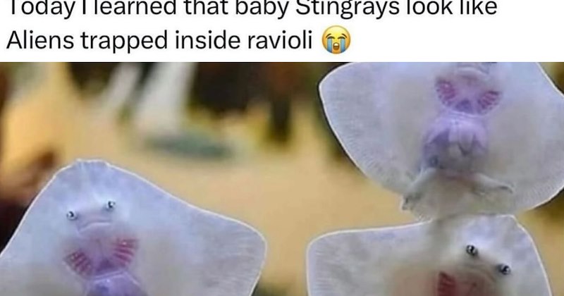 24 Inawwcent Animal Memes fur Sweet Start to Weekend | thumbnail includes one image which shows baby stingrays in tank ‘Today I learned that baby stingrays look like aliens trapped inside ravioli’