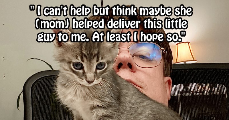 Kitten’s tiny cries save its life when pupper pawrent hears feline screaming fur its life in CDS delivery | thumbnail includes one image which shows gray kitten sitting on persons chest