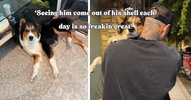 22 pictures of dogs and text | thumbnail includes two pictures of a dog and one picture of text including '‘Seeing him come out of his shell each day is so freakin great’' 