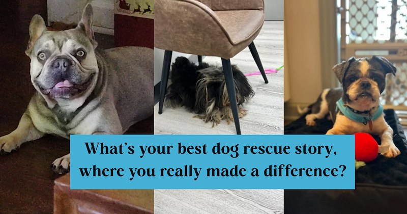 dogs cute dogs doggy animal rescue cute doggos doggo animal rescue story Reddit rescue Rescues & Adoption - 47165189