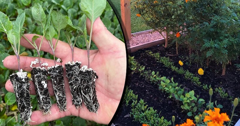 relaxing gardening Joy inspiration landscaping zen Gardening and Landscaping Growing vegetables flower bed - 47165701