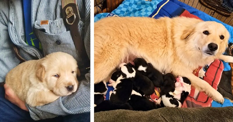 Story of Daisy, the great pyrenees who lost her puppies and adopted 8 more | Thumbnail includes one picture of a puppy, and one picture of Daisy nursing 8 puppies 