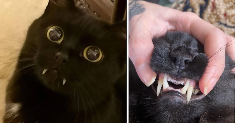 25 pictures of cats | thumbnail includes two pictures of cats