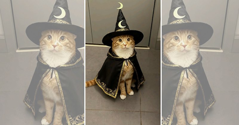halloween costumes adorable cats cats in costumes funny cats Cats spooky cats Cats - 47167493