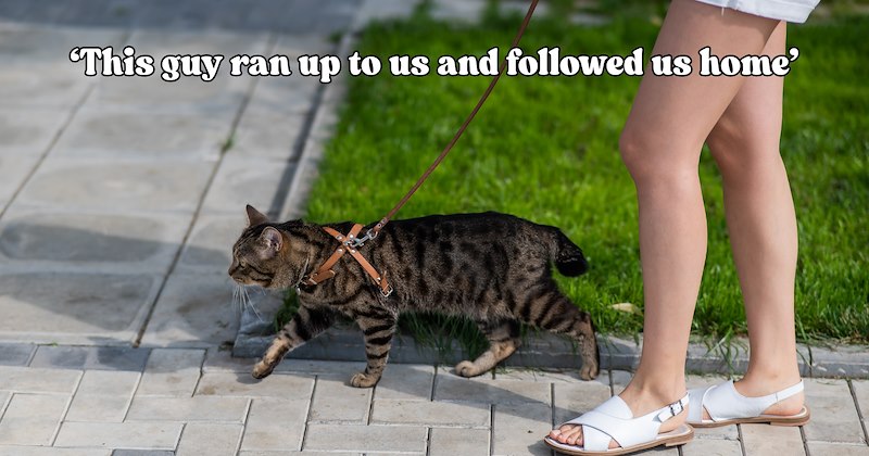 21 pictures of cats and text | thumbnail includes one picture of a cat and one picture of text including '‘This guy ran up to us and followed us home’' 