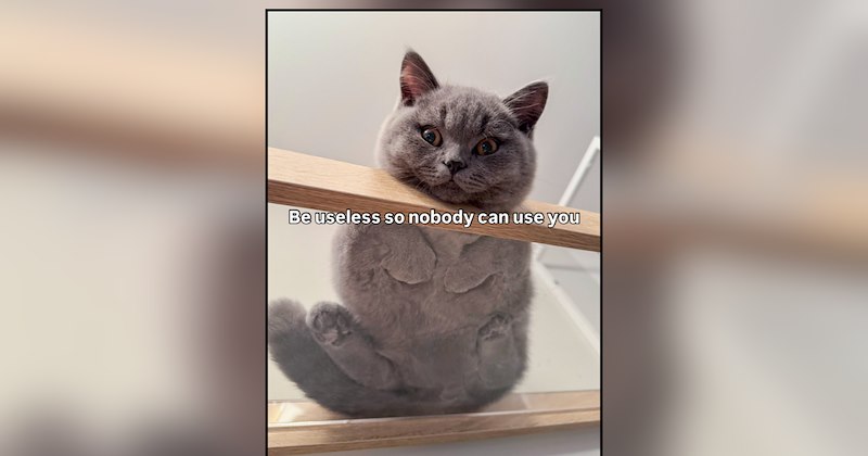 24 cat memes | thumbnail includes one meme and one picture of text including 'Be useless so nobody can use you' 