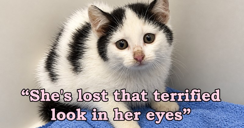 story about a terrified shelter cat finally showing affection to her adopter | thumbnail includes one image of a scared black and white kitten 'She's lost that terrified look in her eyes'