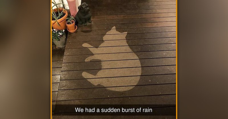 funny cat memes hilarious cat funny memes Memes lol funny cats silly Cats funny cat memes Cats - 47170053
