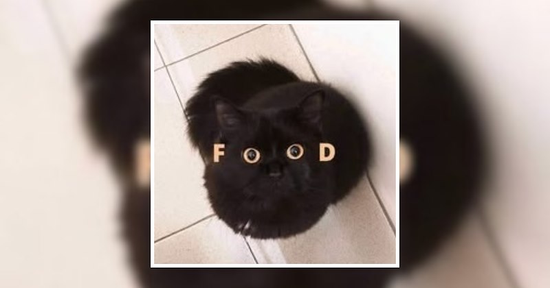 funny cat memes spooky season fluffy black cats black cats lovely cats funny memes fluffy cuties funny cats cat parents cuties Cats fluffy cats Cats - 47170309