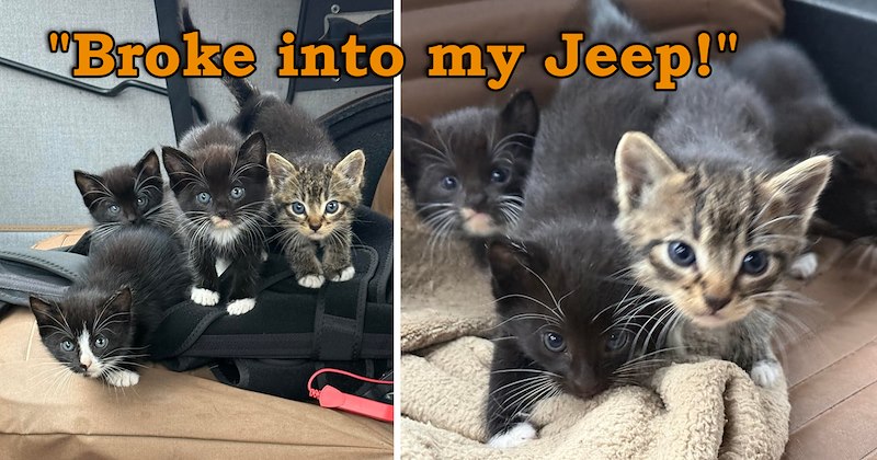 story about four kittens breaking into a man's car and getting themselves and their mom adopted | thumbnail includes two pictures of four colorful kittens 'Broke into my Jeep!'