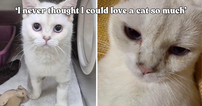 25 pictures of cats and text | thumbnail includes two pictures of a cat and one picture of text including '‘I never thought I could love a cat so much’' 