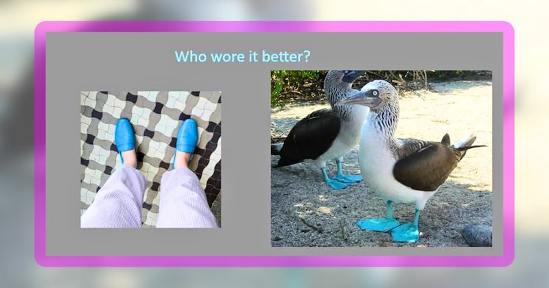 26 animal memes | thumbnail includes one meme including 'Who wore it better?'