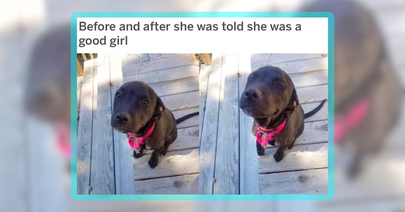 29 dog memes | thumbnail includes 1 meme including 'Before and after she was told she was a good girl'