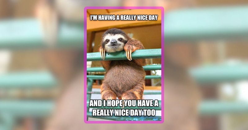 32 animal memes | thumbnail includes 1 meme including 'I'M HAVING A REALLY NICE DAY AND I HOPE YOU HAVE A REALLY NICE DAY TOO'