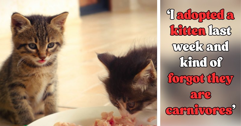 Story and advice from cat owners about vegan adopting first kitten | Thumbnail includes one picture of Kittens eating raw fish at home after getting adopted and one picture of text including ''I adopted a kitten last week and kind of forgot they are carnivores''