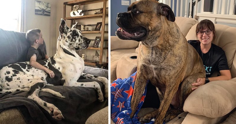 26 dog pictures | thumbnail includes two pictures of dogs