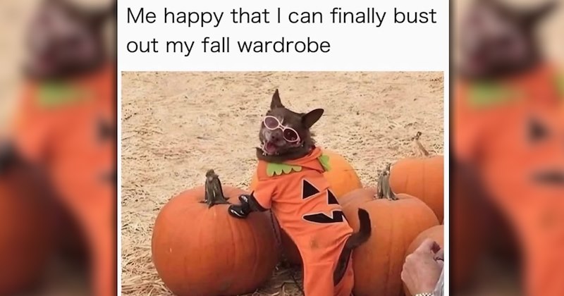 wholesome dogs cute dogs Awwdorable dog memes funny dog memes funny memes Memes funny dogs hissterical animals pawdorable Doggos halloween costumes halloween fall - 47180549