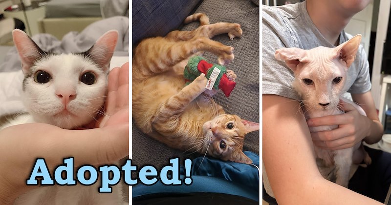 stories of cats getting adopted | thumbnail includes three pictures including a kitten laying its head on a person's hand and a ginger cat curled up with a toy and a giant sphynx cat 'Adopted!'