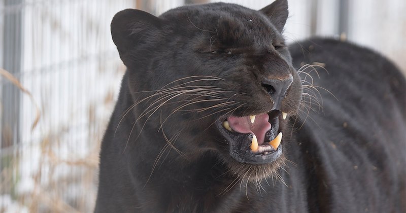 story about a leopard cub being raised by humans after his parents were rescued with captivity along with many big cats | thumbnail includes one picture of a beautiful black leopard