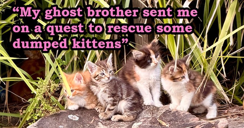 story about a woman who believes that her late brother sent her on a mission to save a bunch of kittens | thumbnail includes one picture of a pile of kittens outside 'My ghost brother sent me on a quest to rescue some dumped kittens'