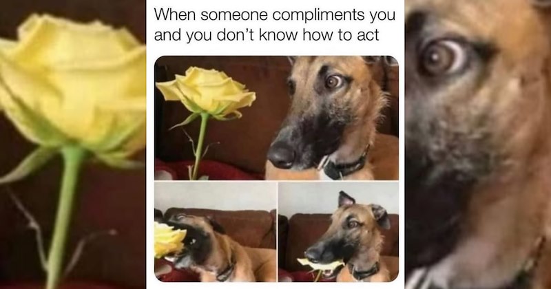 dogs cute dogs doggy dog memes funny dog memes cute Memes doggos doggo funny dogs funny Doggos - 47184389