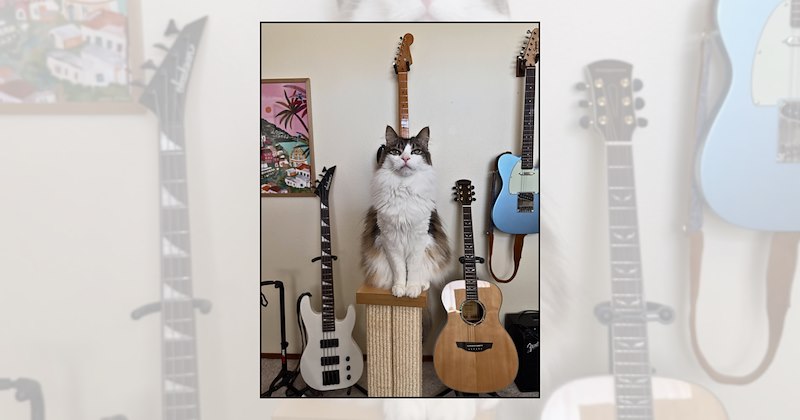 Cats guitar piano Keyboard Cat cat pictures musical instruments bass drums cats with instruments musicians - 47187205