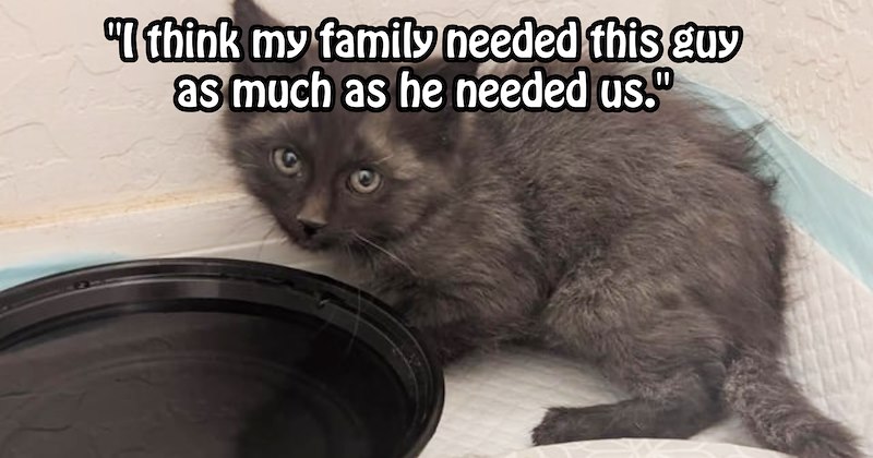 Wobbly kitten spotted struggling to cat in family garden given furever home safe from circling predators | thumbnail includes one image which shows dark gray kitten ‘“I think my family needed this guy as much as he needed us.”’