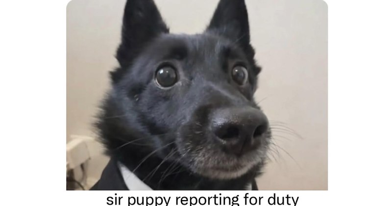 24 Heartwarming Pupper Posts to Perk you Up Before Monday Brings you Down | thumbnail includes one image which shows a black dog wearing suit and tie ‘sir puppy reporting for duty’