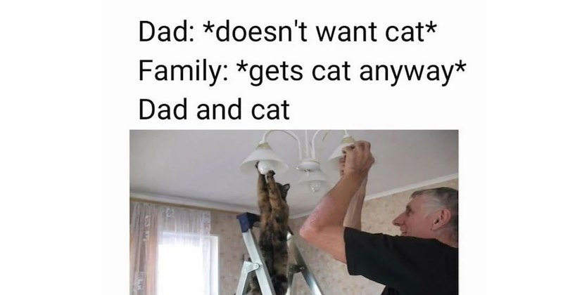 25 Soul Warming Memes fur Pawrents Whose Cat Child Refuses to Cuddle them | thumbnail includes one image which shows a man and cat changing lightbulb ‘Dad: Doesn't want cat’ ‘Family: gets cat anyway’ ‘Dad and Cat’