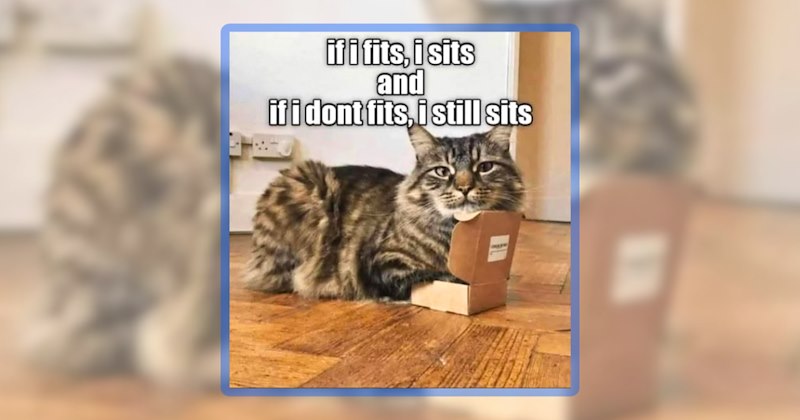 23 cat memes | thumbnail includes 1 meme including 'if i fits, i sits and if i dont fits, i still sits'