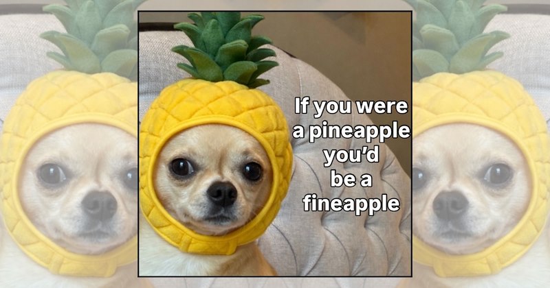happy dogs funny puppy memes wholesome animals cheerful puppies wholesome memes Doggos - 47191045