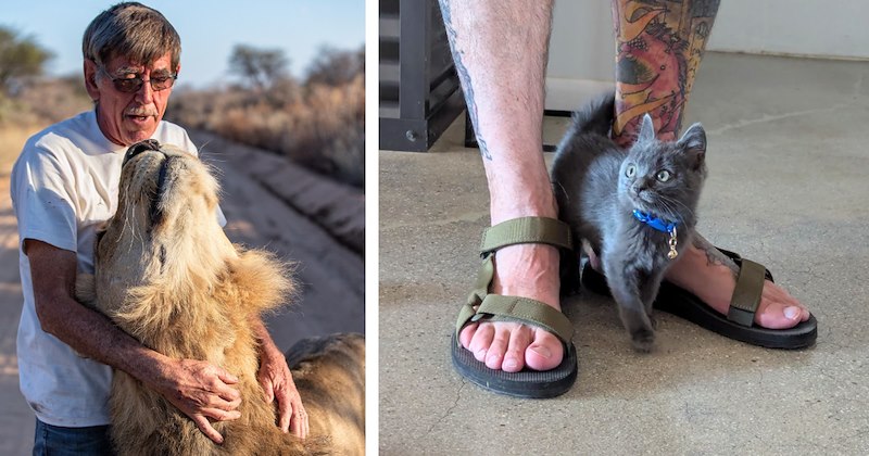 10 feline rescue stories | Thumbnail includes one picture of a man and a lion, and one picture of a kitten and a man's legs