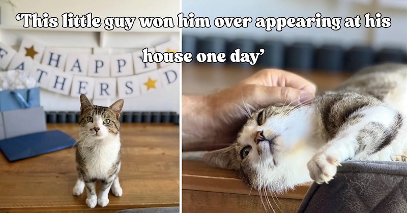 24 pictures of cats and text | thumbnail includes two pictures of a cat and one picture of text including '‘This little guy won him over appearing at his house one day’' 